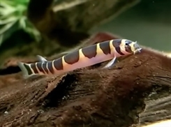 Ål kuhli bredbåndet - Pangio myersi